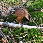 48 Letniskowy Semesterbostad Rudno (Wolsztyn)