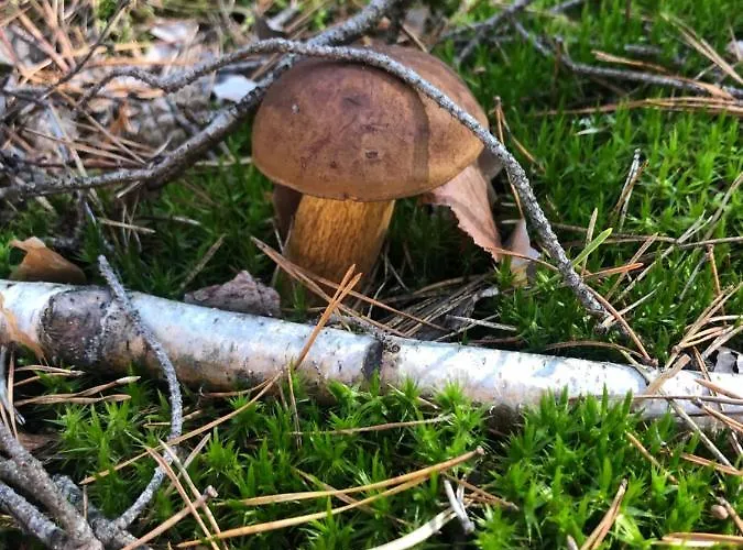 48 Letniskowy Holiday home Rudno (Wolsztyn)